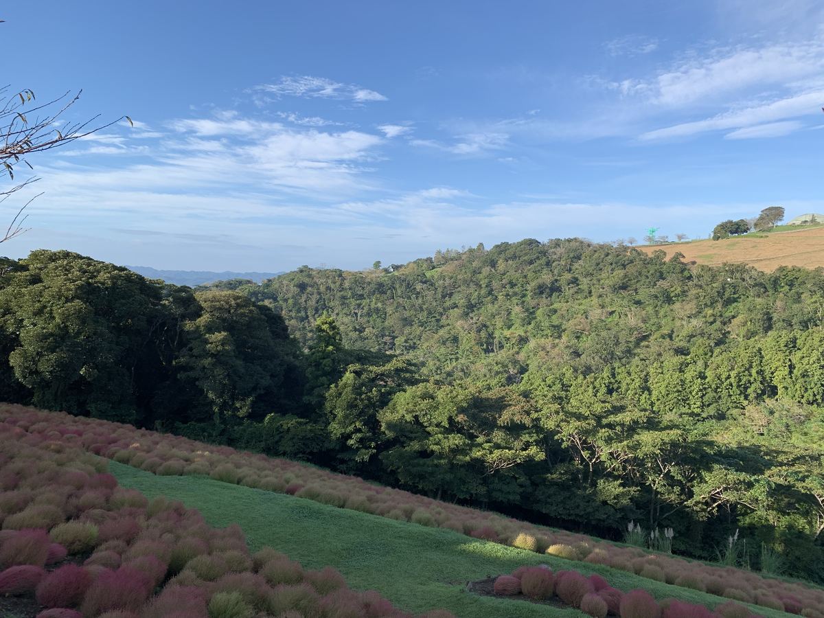 View from Mother Farm's hillside — rows of pink kochia bushes above a green valley of forest under a blue sky